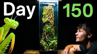 150 Day Old Praying Mantis Ecosystem!