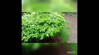 tree my