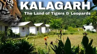 Scary at Night and Beauty in the Morning #tiger #corbett #kalagarh