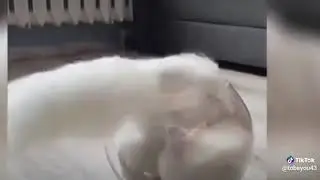 Katze im Glas wie cool