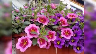 🌺Для отличного настроения.😍Цветение на начало июня.🌺