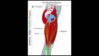 Sartorius - Anatomy Perspective