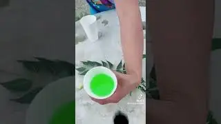 Recetas caseras y Tips para Protección de mascotas
