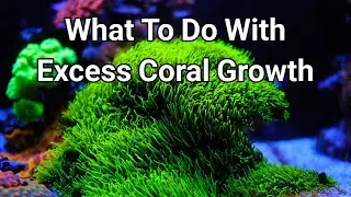 When Coral Growth Goes Bad | The Prestige Reef Dork Show Ep 50