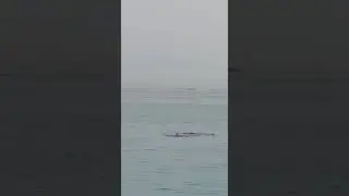 هجوم قرش على أحد السياح الروس بالغردقة/ Shark attack in Hurghada