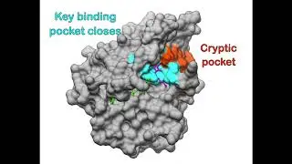 Opening of a cryptic pocket in the SARS-CoV-2 Nsp16 protein with pan-coronavirus antiviral potential