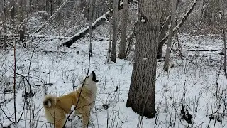 ЧАК - РАБОТАЕТ БЕЛКУ - СЛЕЖКА!!!