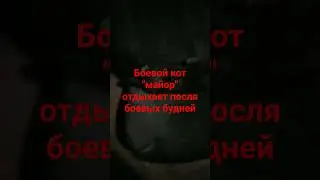 Боевой кот майор отдыхает после боевых будней