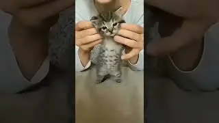 милые котики 