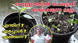 വെള്ളത്തിൽ  ലയിക്കുന്ന വളം| NPK19:19:19| Water Soluble Fertilizer for Plants When and how to use it?