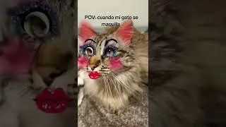 Cuando mi gato sale a una fiesta