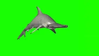 Hammerhead shark // hammerhead shark idle 2 // green screen shark // hammerhead shark swim // 