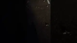 Миграция улиток