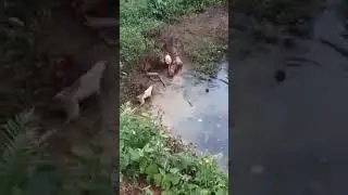 Hunter Dogs Attacked King Cobra