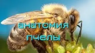 АНАТОМИЯ ПЧЕЛЫ И ТО, ЧТО ДОЛЖЕН ЗНАТЬ ПЧЕЛОВОД. ПЧЕЛА НА ПАСЕКЕ МЕДВЕДЬ.