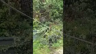 Bully magpie injured other one