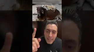GLI HANNO VENDUTO UNA MUCCA AD UN PREZZO TROPPO BASSO, POI HA SCOPERTO LA VERITA' E NON SAPEVA COSA.