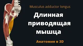 Длинная приводящая мышца. Musculus adductor longus. 3D-анатомия.
