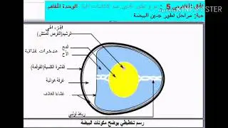 تحضير درس مراحل تطور جنين البيضة السنة 2م
