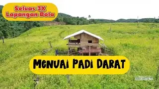 Panen padi darat seluas 3X lapangan bola