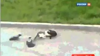 Кот и вороны