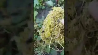 Растение паразит# Shorts#Повилика# Курская область