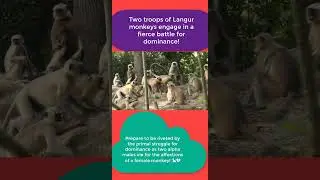 Terrible Langur Monkey Fight   #shorts   #langmonkey   #monkey #monkeyvideo