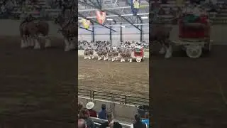 The Budweiser Clydesdale Horses Demonstrating