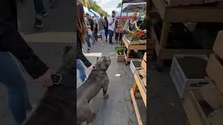 This Dog’s Emotional Reaction Was A Moment Nobody Expected 🐶❤️