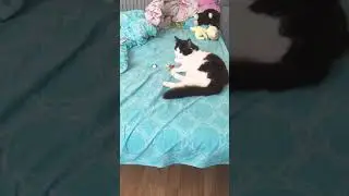Кот умер😪😞😔