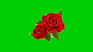 Green Screen Videos Free copyright video Rose video 
