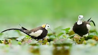 Pheasant Tailed Jacana take care of Eggs | Pheasant Tailed Jacana | #PheasanttailedJacanaEggHatching