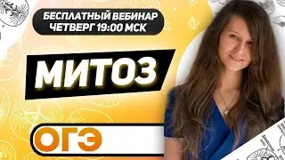 МИТОЗ ОГЭ