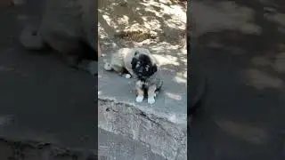 Caucasian Shepherd Puppies Brother and Sister 