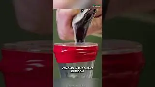 Black Mamba | One Of The Deadliest Snake On Earth