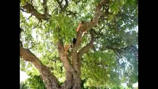 Trip to Eua Island