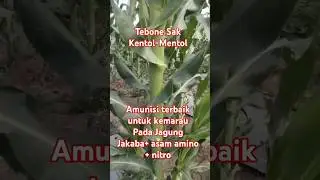 Pupuk Terbaik dimusim kemarau, Jakaba, asam amino, Nitro . JakaMitro