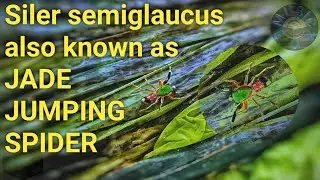 Siler semiglaucus also known as JADE JUMPING SPIDER