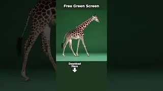 Giraffe Walking – Free Green Screen VFX