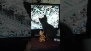 Котёнок любит играть))
