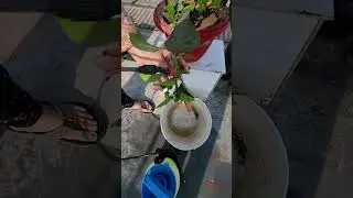How do we fight with these pests? 