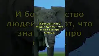 Шокирующий факт про слонов.  #факты #интересные #наука