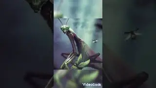 лобстер VS богомол