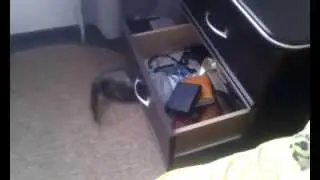 ferrets looking for something to steal