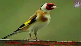 chant chardonneret حسون goldfinch jilguero تغريد الحسون الاسباني