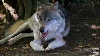 Beautiful Wildlife Animals and Relaxing Music for Stress Relief with REAL Nature Sounds