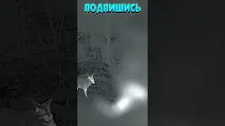 охота на волка 17 🐺