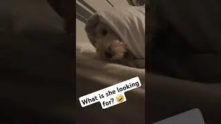 I have no idead what she's searching for.