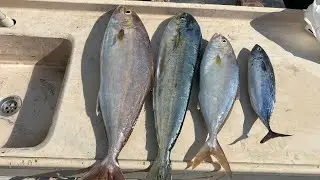 Canlı yemle Akya avı