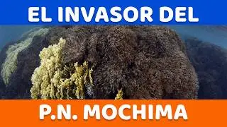 ESTE ES EL CORAL QUE ESTÁ DESTRUYENDO AL P.N. MOCHIMA EN VENEZUELA